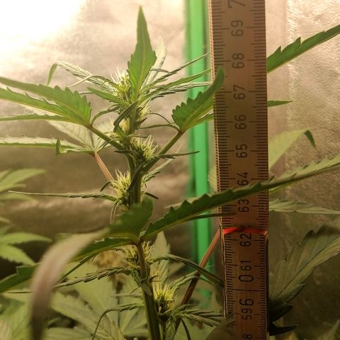 Edith growlog timeline photo