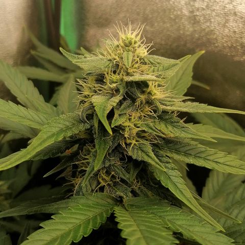 Justine growlog timeline photo