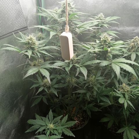 Justine growlog timeline photo