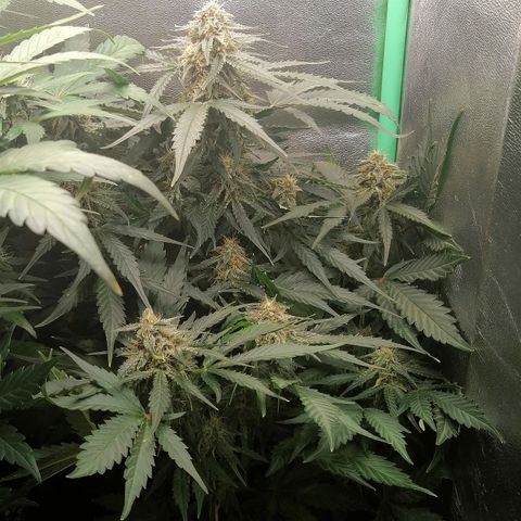 Ankhiale growlog timeline photo