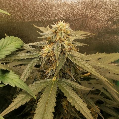 Ankhiale growlog timeline photo