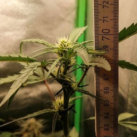Edith growlog timeline photo