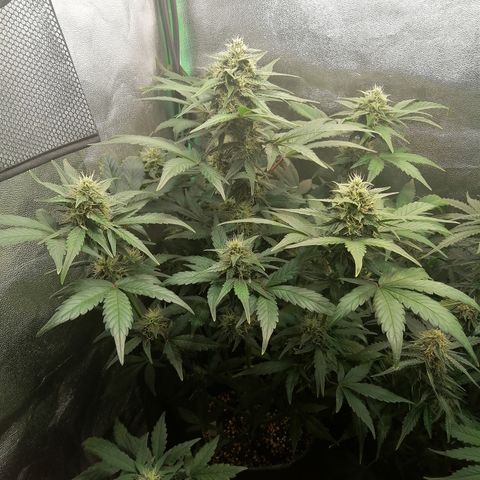 Justine growlog timeline photo
