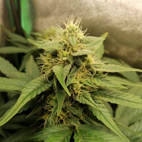 Justine growlog timeline photo