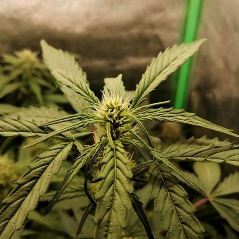 Edith growlog timeline photo