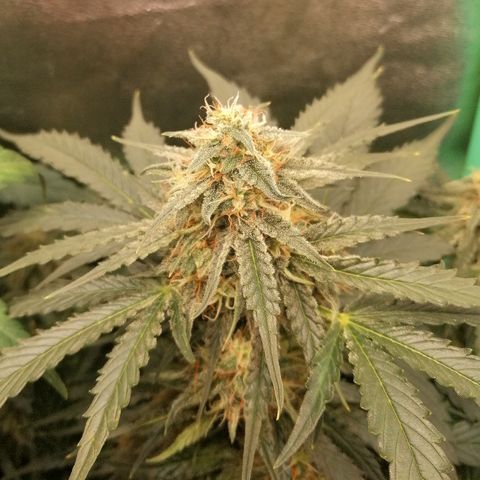Ankhiale growlog timeline photo