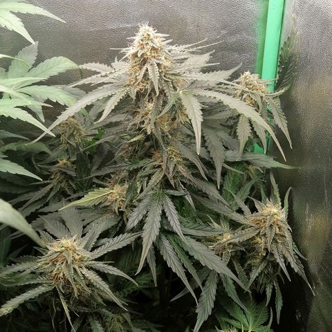 Ankhiale growlog timeline photo