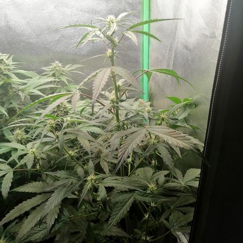Edith growlog timeline photo