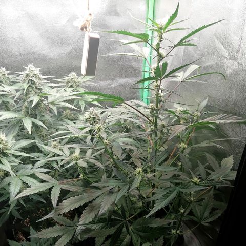 Edith growlog timeline photo