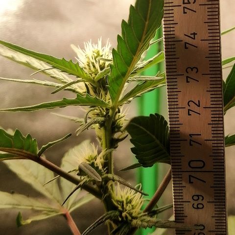 Edith growlog timeline photo