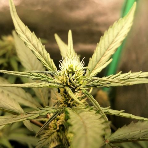Edith growlog timeline photo