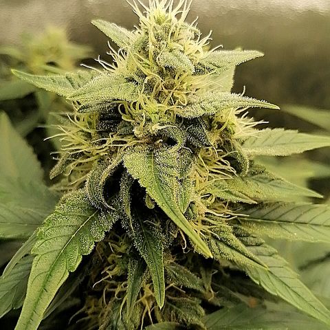 Justine growlog timeline photo