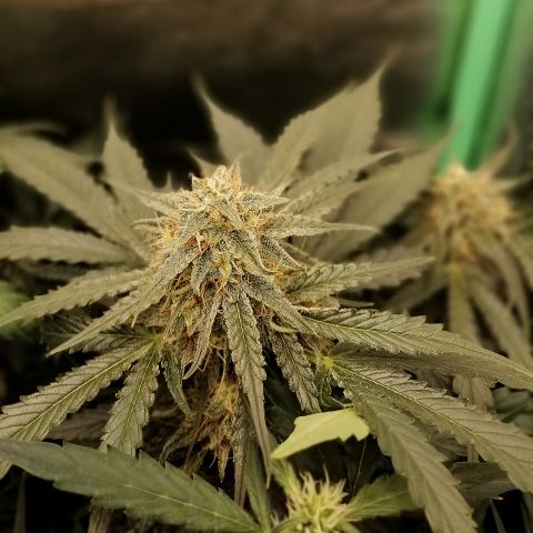 Ankhiale growlog timeline photo