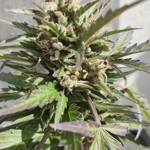 Sagata growlog timeline photo