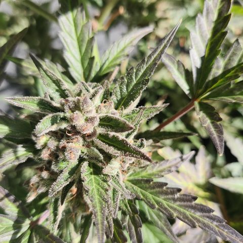 Sagata growlog timeline photo