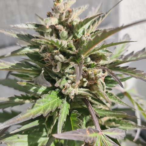 Sagata growlog timeline photo