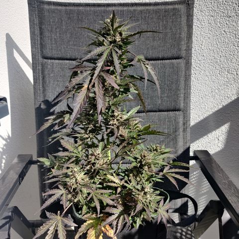 Sagata growlog timeline photo