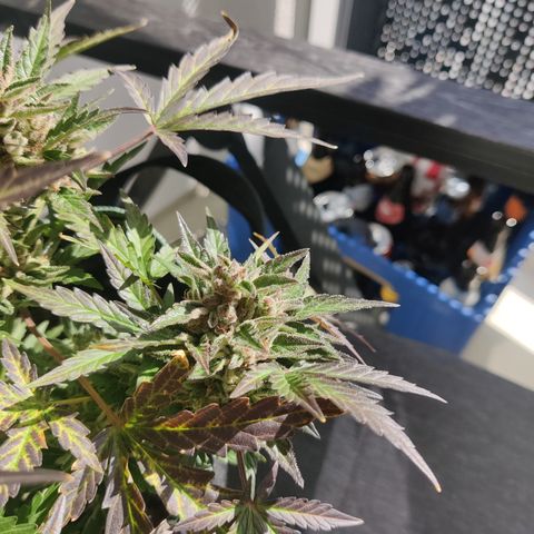 Sagata growlog timeline photo