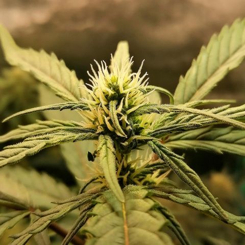 Edith growlog timeline photo