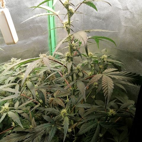 Edith growlog timeline photo