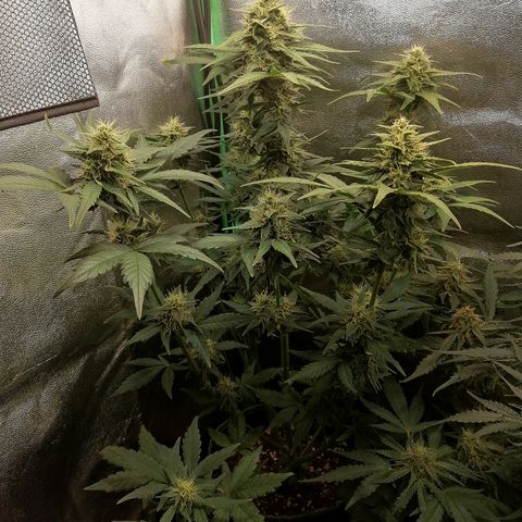 Justine growlog timeline photo