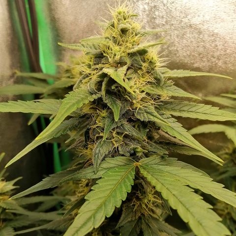 Justine growlog timeline photo