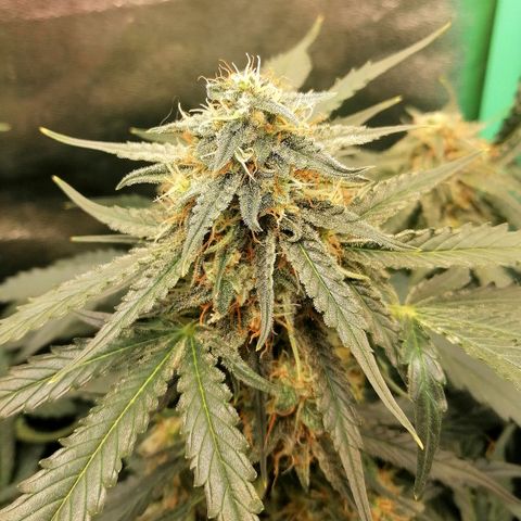 Ankhiale growlog timeline photo