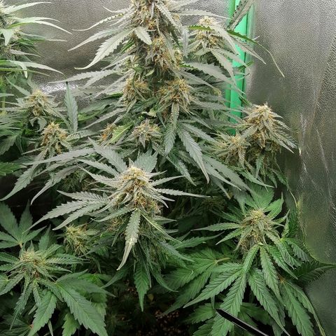 Ankhiale growlog timeline photo