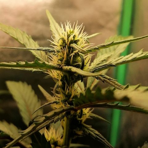 Edith growlog timeline photo