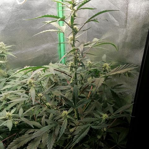 Edith growlog timeline photo