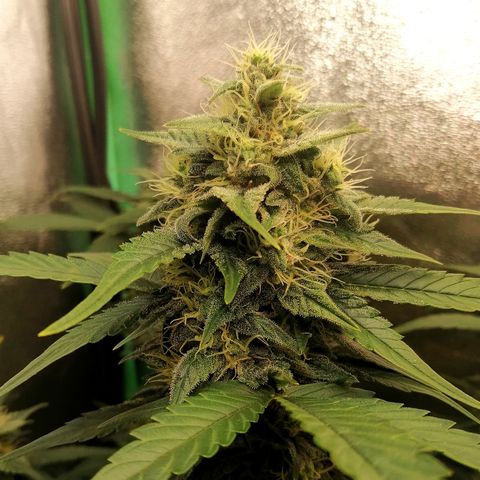 Justine growlog timeline photo