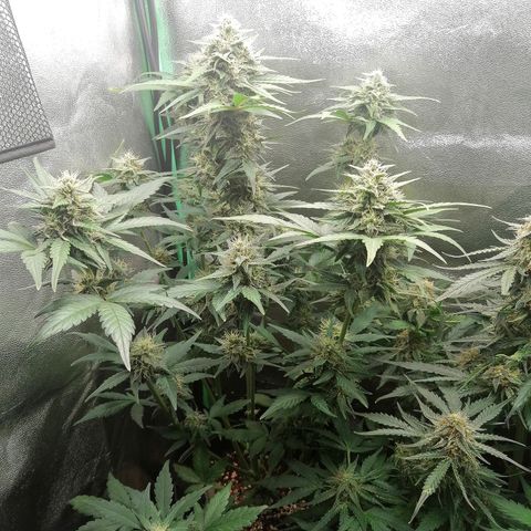 Justine growlog timeline photo