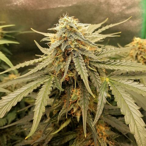 Ankhiale growlog timeline photo
