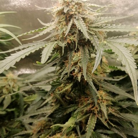 Ankhiale growlog timeline photo