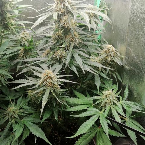 Ankhiale growlog timeline photo