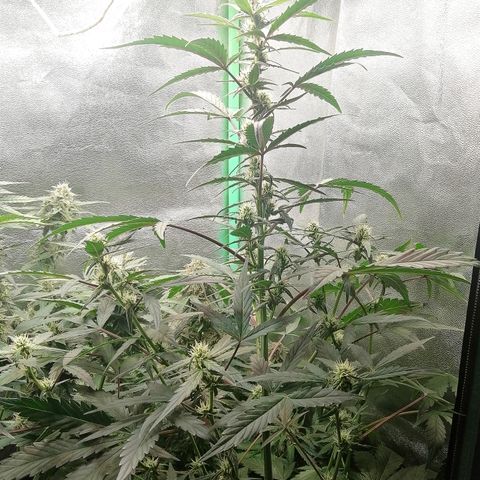 Edith growlog timeline photo