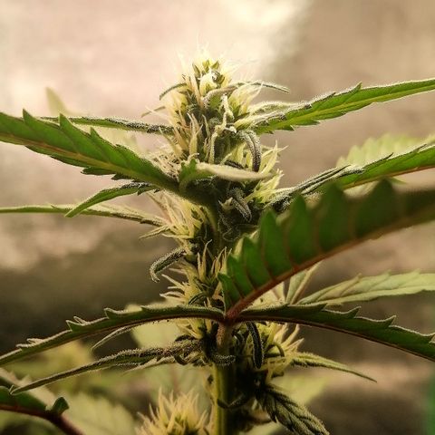 Edith growlog timeline photo