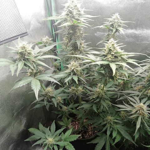 Justine growlog timeline photo
