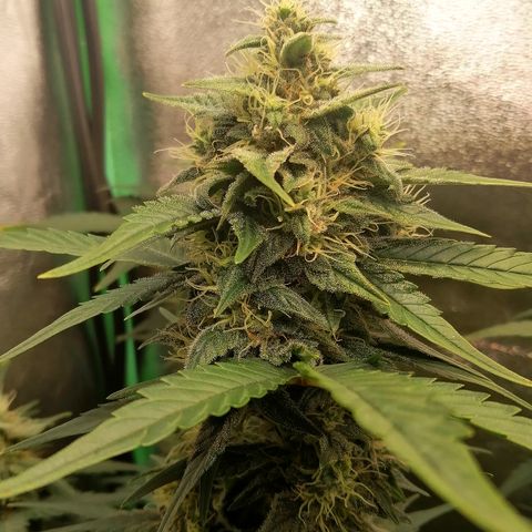 Justine growlog timeline photo