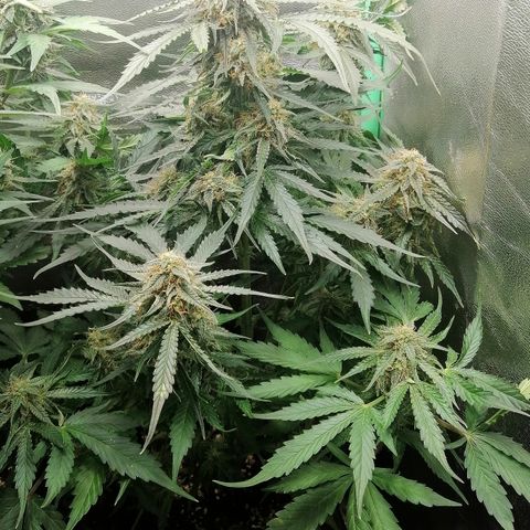 Ankhiale growlog timeline photo