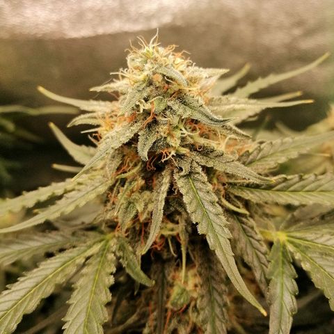 Ankhiale growlog timeline photo