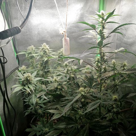 Edith growlog timeline photo