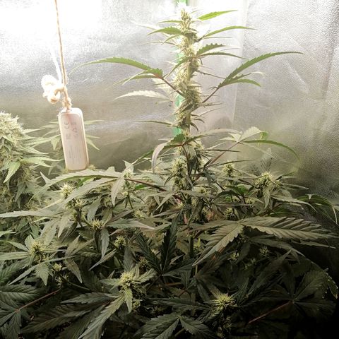 Edith growlog timeline photo