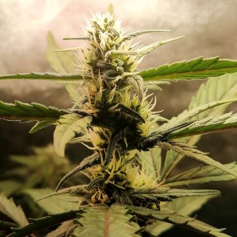 Edith growlog timeline photo