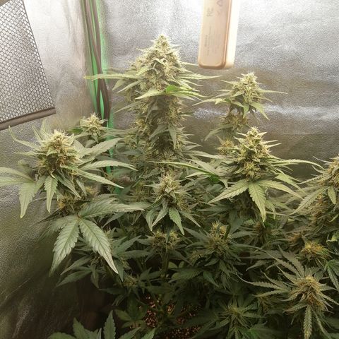 Justine growlog timeline photo