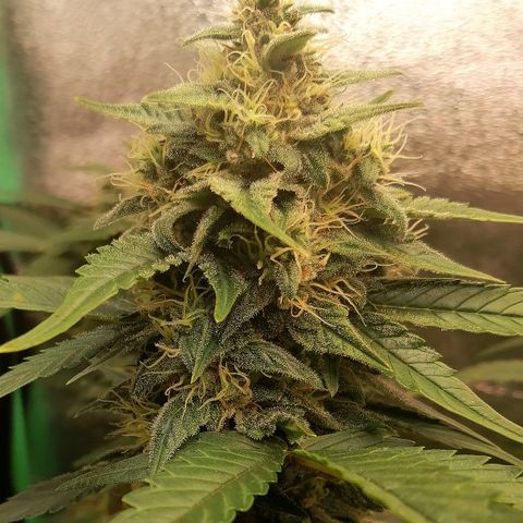 Justine growlog timeline photo