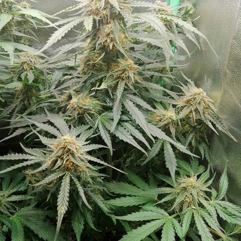 Ankhiale growlog timeline photo