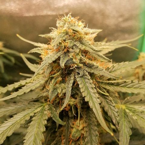 Ankhiale growlog timeline photo