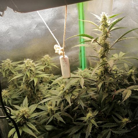 Edith growlog timeline photo