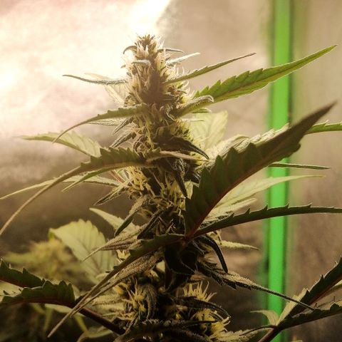 Edith growlog timeline photo